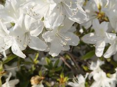 -羊亭河湿地公园