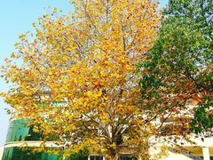 -华中农业大学-荟园餐厅