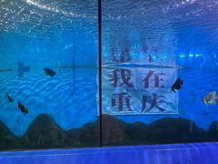 -重庆欢乐海底世界