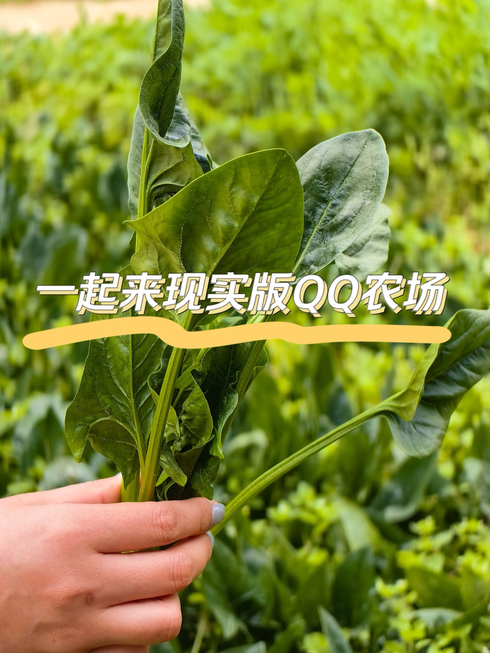 天呐6015我在渝北居然找到了现实版的qq农场94