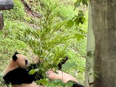 -都江堰中华大熊猫苑