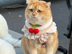 -胖娃川菜馆(文化宫路店)