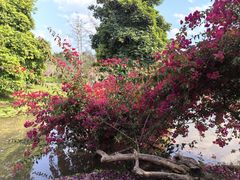 -中国科学院西双版纳热带植物园
