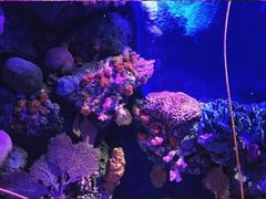 -暹罗海洋世界