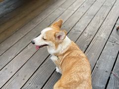 -VESH COFFEE(定西路店)