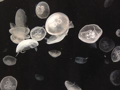 -大阪海游馆