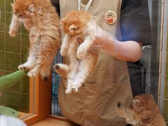 -帕帕拉兹宠物(亚洲旗舰店)