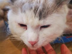 -平行世界·猫咖(首经贸店)
