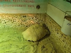 -上海大自然野生昆虫馆(东方明珠·爬宠昆虫探索中心)