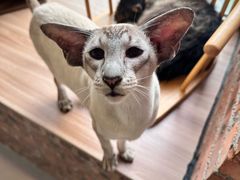 -豆逗聊愈猫阁Easy Life