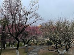 -南京古林公园