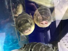 -肆月河豚·新淮扬(金融街店)