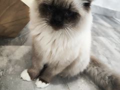 -楼上猫咖(罗湖店)