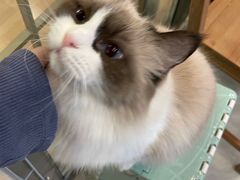 -MOYOYO猫咪咖啡店