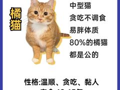 -翊宠yipet猫狗购宠庄园犬舍•猫舍