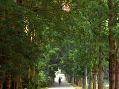 -上海长兴岛郊野公园