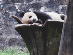 -都江堰中华大熊猫苑