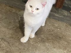 -浣熊柯尔鸭土拨鼠·电玩咖