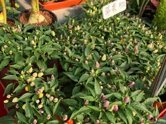 -秦美花卉(天朗·莱茵小城2期店)