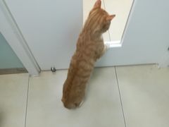 -宠福鑫康馨动物医院·骨科·眼科