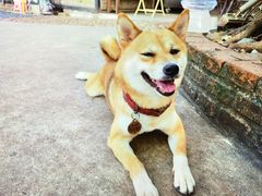 -柴犬高等学院·狗咖·柴犬售卖·宠物训练