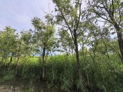 -绿堤公园