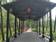 -合肥滨湖国家森林公园