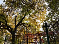 -三里屯东五街银杏大道