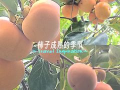 -龙头寺公园