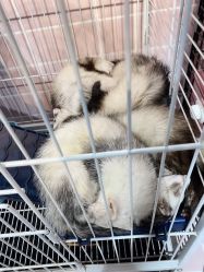 -Moni星球萌宠·小马宝莉·灵蛇·高端高阶全萌宠互动体验俱乐部(红豆国际广场店)
