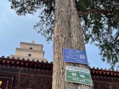 -大雁塔北广场音乐喷泉