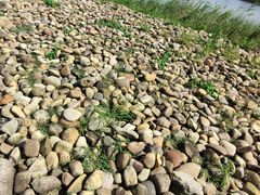 -鹦鹉洲湿地公园