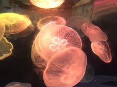 -青岛海底世界-水族馆