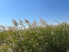 -野鸭湖国家湿地公园