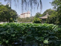 -莲湖公园