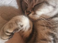 -家有小宠宠物美容(双楠街店)