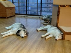 -Husky Go! 哈士奇体验馆·宠物咖啡厅狗咖