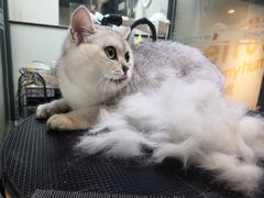 -帕帕拉兹宠物(亚洲旗舰店)