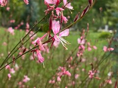 -羊山湖公园