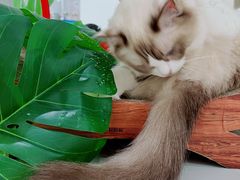 -COLOR PETS 撸猫馆·购猫·猫咖(长风大悦城店)