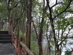 -铁山坪森林公园