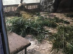 -成都大熊猫繁育研究基地