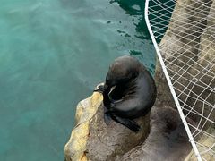 -秦皇岛乐岛海洋王国