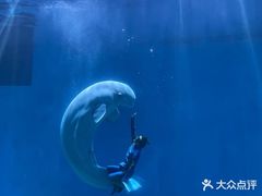 -芜湖新华联大白鲸海洋公园