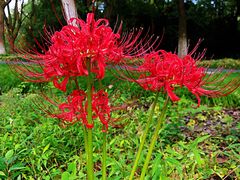 -昆山城市生态森林公园