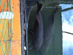 -蓝湾碧波·老字号·疍家非遗海上餐厅