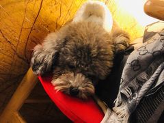 -more than meow吴止猫主题餐厅(承德 中船汇店)