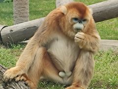 -西安秦岭野生动物园