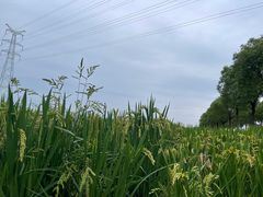 -嘉北郊野公园