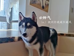 -Husky Go! 哈士奇体验馆·宠物咖啡厅狗咖
